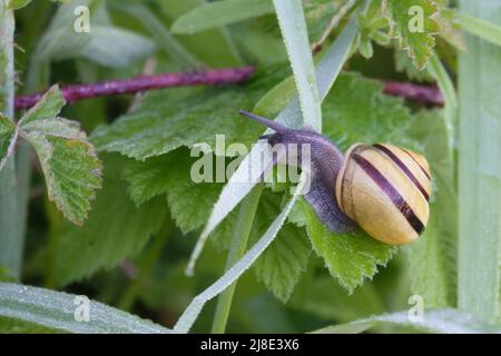 un escargot de ruban jaune rampant sur les herbes vertes Banque D'Images