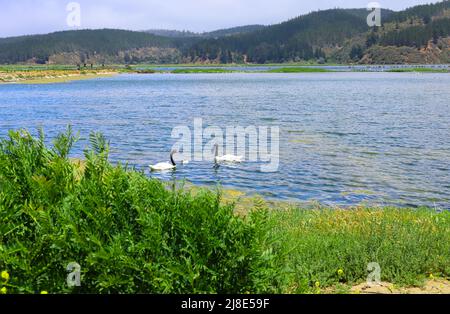 Magnifique paysage naturel avec lac, portrait d'une famille de cygnes a Banque D'Images