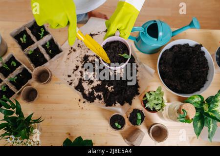 Vue de dessus d'une main dans des gants tenant une plante fraîchement empotée sur une table. Sol et semis à la surface. Banque D'Images