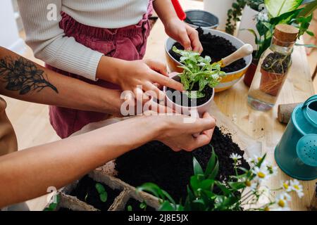 Les mains d'une fille et d'une mère tenant une plante de youg dans une tasse au-dessus d'une table. Sol et semis à la surface. Banque D'Images