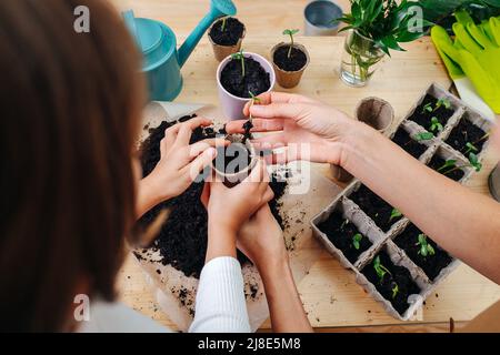 Vue du dessus d'une fille et des mains de mère plantant une plantule dans un cas sur une table. Sol et semis à la surface. Banque D'Images