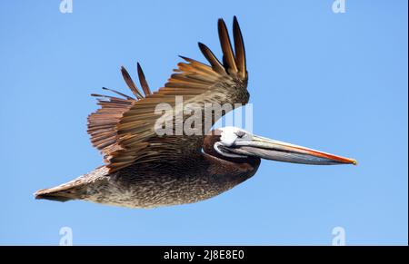 oiseau volant pelican sur fond bleu ciel, mer ou oiseau d'océan Banque D'Images