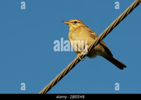 Tawny Pipit - Anthus campestris oiseau de passerine de taille moyenne à grande, se reproduit dans le centre du Paléarctique, du nord-ouest de l'Afrique et du Portugal à la Sibérie centrale et à l'intérieur Banque D'Images
