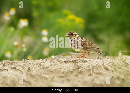 Lark du bois - Lullula arborea oiseau à cragoût brun sur la prairie (pâturages), le genre de larche Lullula, trouvé dans la plupart de l'Europe, le Moyen-Orient, l'Asie occidentale Banque D'Images