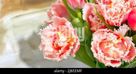 Tulipes rouges à franges roses. De belles fleurs en cadeau à votre petite amie. Banque D'Images