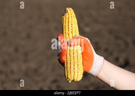 Une main dans un gant de protection tient une tête de maïs. Le concept de récolte, de semis ou d'agriculture. Banque D'Images