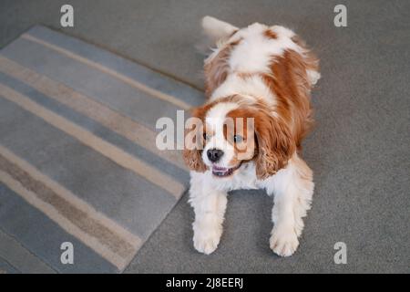 Cavalier King Charles, allongé à côté d'un tapis. Ses pattes sont devant lui. Banque D'Images