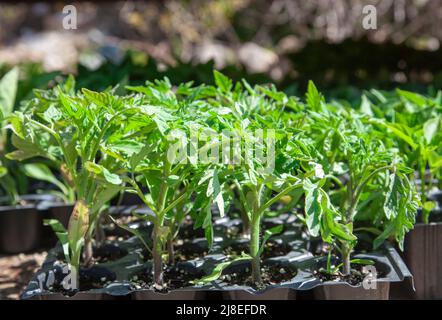 Plants de tomates en vente sur le marché local. Plantules dans des pots en plastique. Gros plan et mise au point sélective Banque D'Images