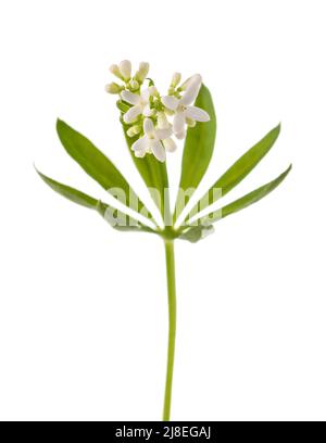 Fleurs douces de Woodruff isolées sur fond blanc Banque D'Images