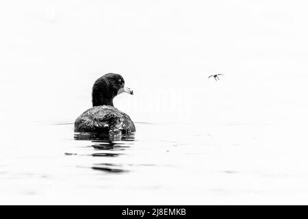 Un coq américain, Fulica americana, montré dans une photo noir et blanc à touches élevées, les yeux un insecte volant Banque D'Images