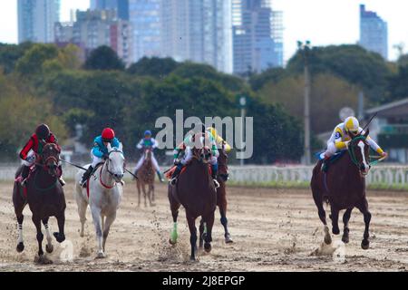 BUENOS AIRES: 13.05.2022 courses hippiques à l'Hippodrome de Palerme, ouvert en 1876 et toujours actif avec plus de 10 courses par jour Banque D'Images