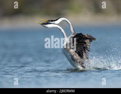 Gris occidental (Aechmophorus occidentalis), danse rituelle de reproduction, ruée, Amérique du Nord Banque D'Images