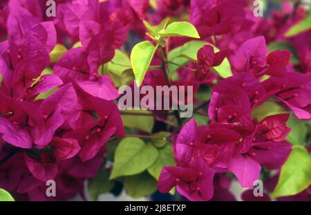 GROS PLAN DES BRACTÉES MAGENTA ET DU FEUILLAGE DE BOUGAINVILLIERS GLABRA ÉGALEMENT CONNU SOUS LE NOM DE PAPERFLOWER. AUSTRALIE. Banque D'Images