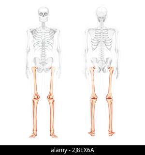 Squelette cuisses et jambes membre inférieur vue du dos avant humaine avec position des os partiellement transparente. Péroné, tibia, pied concept plat réaliste Illustration vectorielle de l'anatomie isolée sur fond blanc Illustration de Vecteur