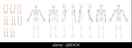 Ensemble de bras de squelette vue latérale arrière avant humaine avec position des os partiellement transparente. Mains, avant-bras réaliste plat naturel couleur concept illustration vectorielle de l'anatomie isolée sur fond blanc Illustration de Vecteur