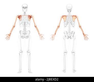 Squelette du membre supérieur bras avec ceinture d'épaule vue arrière avant humaine avec deux poses de bras avec position d'os partiellement transparente. Mains Illustration réaliste à vecteur plat de l'anatomie isolée sur blanc Illustration de Vecteur