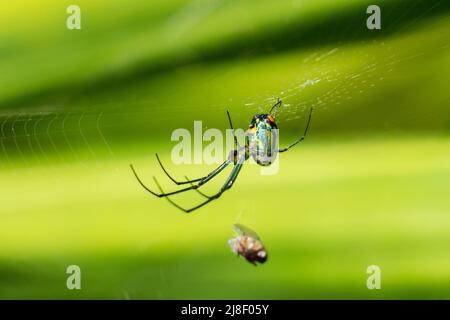 Une araignée colorée Mabel Orchard Orbweaver (Leucauge argyrobapta) suspendue à l'envers de sa toile avec une mouche attrapée. Stuart, Floride, États-Unis. Banque D'Images