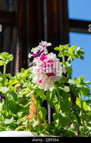 Cliché sélectif de violet de tasse rose. Banque D'Images