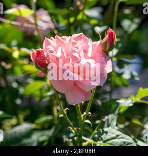 Cliché sélectif de roses roses en fleurs et bourgeons. Banque D'Images