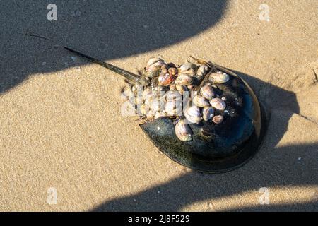 des barnacles sur un crabe à cheval sur une plage de sable Banque D'Images