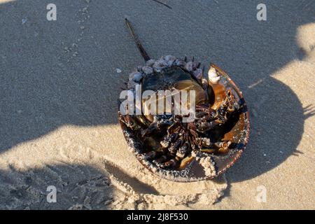 Horeshoe crabe sur elle est de retour sur une plage avec des barnacles Banque D'Images