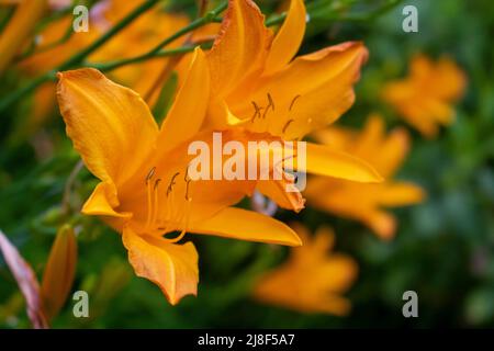 fleur d'oranger du nénuphars, lilium bulbiferum, avec un arrière-plan flou Banque D'Images