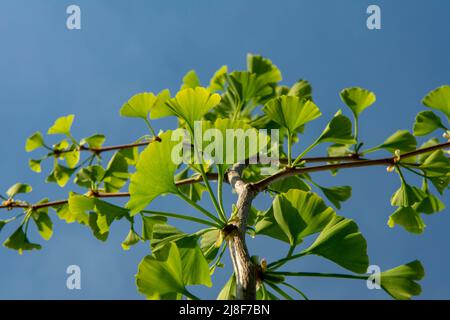 Les feuilles vertes en forme de ventilateur de l'arbre de Ginkgo biloba aussi connu sous le nom d'arbre de Maidenhair. Des feuilles en herbe au printemps. Banque D'Images