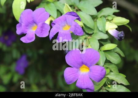 Fleurs violettes provenant d'une horloge-vigne de brousse (thunbergia erecta) qui est également communément appelé le manteau du roi ou le buisson de pomme de terre cultivé dans une cour à Port Moresby Banque D'Images