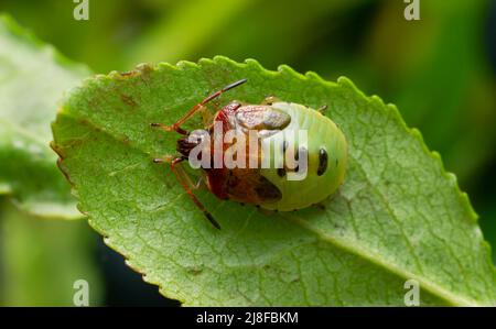Insecte bouclier, Elasmucha ferrugata nymph sur la feuille de myrtille Banque D'Images