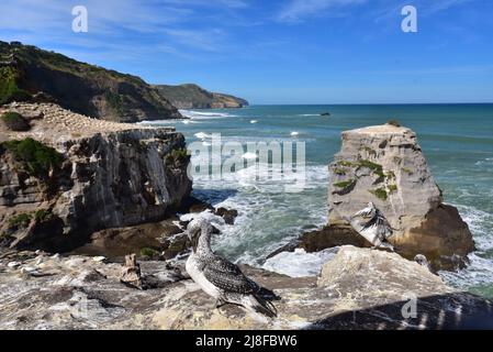 Jeunes gantets à Muriwai Beach près d'Auckland Banque D'Images