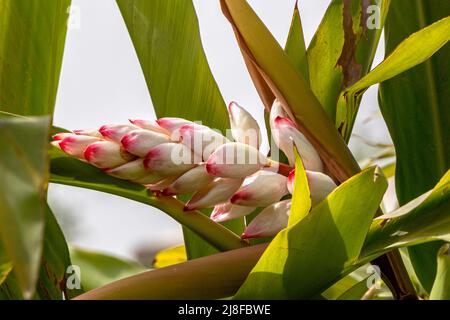 Fleur d'Alpinia zerumbet Shell Ginger. Gros plan sur les fleurs blanches Banque D'Images