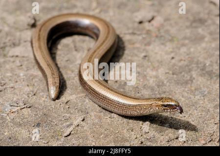 Rare animal, luisante sans éclat inoffensif lézard ver lent sur le sol Banque D'Images