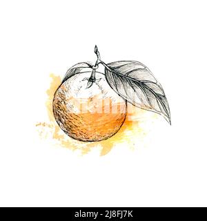 Orange dans la doublure et graphiques aquarelle isolés sur fond blanc dessin à la main illustration. Banque D'Images