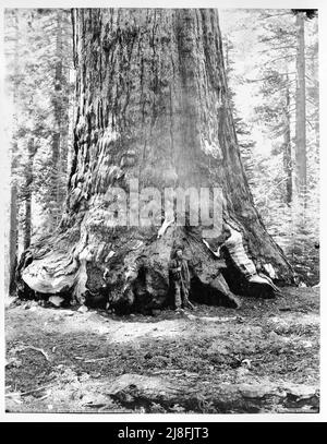 Esaïe West Taber - Section du Grizzly Giant avec Galen Clark, Mariposa Grove, Yosemite - 1865 Banque D'Images