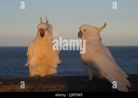 Soleil du soir illuminant deux Cockatoos perchés sur une Fence au bord de la mer Banque D'Images