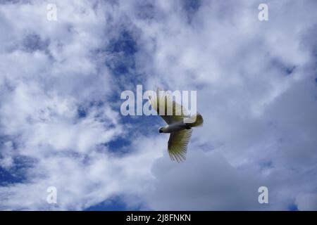 Cockatoo à teneur élevée en soufre Banque D'Images