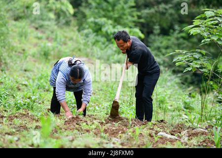 (220516) -- ZUNYI, 16 mai 2022 (Xinhua) -- Zhao Youliang (R) et Jian Qin ont transplanté des semis de maïs dans le champ du canton de Zhongguan, comté de Zheng'an, province de Guizhou, dans le sud-ouest de la Chine, le 12 mai 2022. Vivant au fond des montagnes de Zunyi, dans la province de Guizhou, Zhao Youliang et Jian Qin sont un couple handicapé. Zhao, 50 ans, a perdu les mains en raison d'une amputation à un jeune âge, et Jian, 43 ans, a perdu la vue en raison du retard dans le traitement d'une maladie dans son enfance. Dans la vie quotidienne, Zhao aide sa femme à voir avec ses yeux, tandis que Jian aide son mari avec Banque D'Images