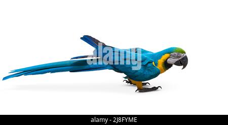 Macaw bleu et jaune isolée sur fond blanc. Banque D'Images