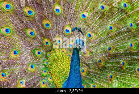 Tête de paon avec superbe fond de plumes coloré. Prise de vue détaillée. Banque D'Images