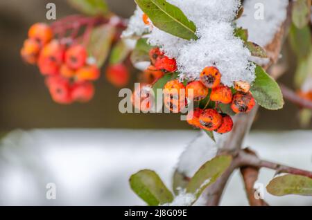 Fruits orange de la cicatrice firethorn - nom latin Pyracantha coccinea dans le jardin. Banque D'Images