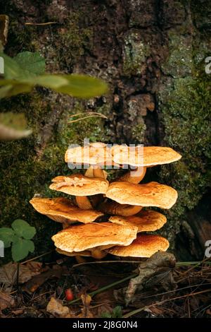 Enoki - Flammulina velutipes, également connue sous le nom de tige de velours, est une espèce de champignons comestibles de la famille des Physalacriaceae Banque D'Images