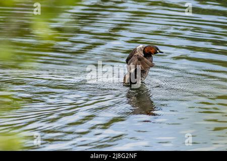 Petit grèbe (Tachybaptus ruficollis) sur le lac Banque D'Images
