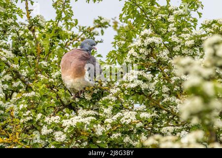 Woodpigeon (Columba Palumbus) perché dans un arbre aux fleurs blanches Banque D'Images