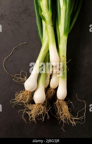 Ciboules sur fond sombre. Récolte, concept agricole, ingrédients biologiques sains Banque D'Images