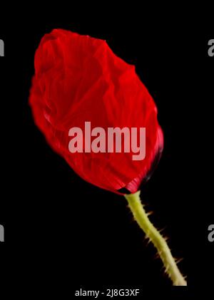 Flore de Gran Canaria - Papaver rhoeas, bourgeon de popp commun isolé sur fond noir Banque D'Images