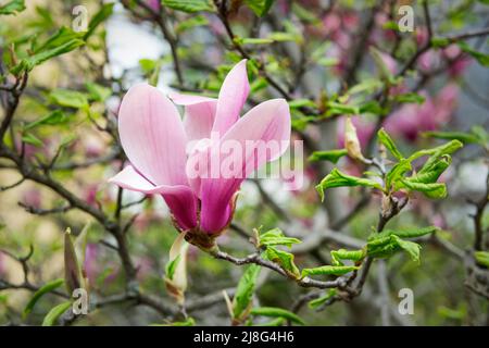 Magnifique fleur rose de magnolia sur un arbre avec des feuilles vertes fraîches Banque D'Images