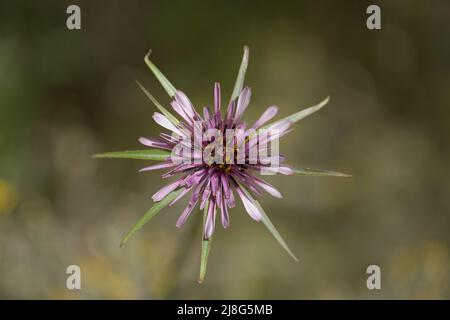 Flora of Gran Canaria - Floraison Tragopogon porrifolius, plante d'huîtres naturel macro florale fond Banque D'Images