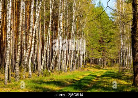 Forêt de bouleau des marécages de la rivière Biebrza et réserve d'oiseaux sauvages pendant la période de nidification au printemps, à côté de la route touristique de Carska Droga près de Goniadz à Pod Banque D'Images