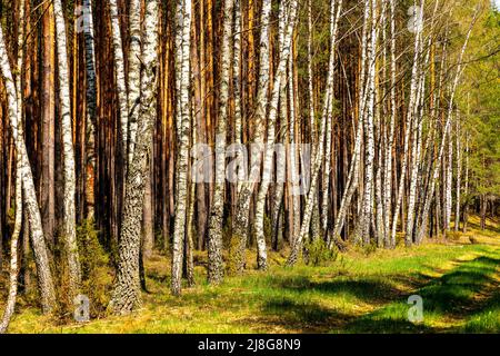 Forêt de bouleau des marécages de la rivière Biebrza et réserve d'oiseaux sauvages pendant la période de nidification au printemps, à côté de la route touristique de Carska Droga près de Goniadz à Pod Banque D'Images