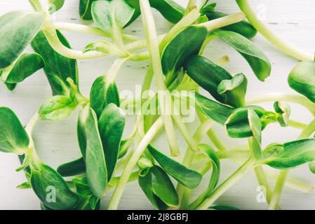 Tournesol micro-vert sur une table blanche. Banque D'Images